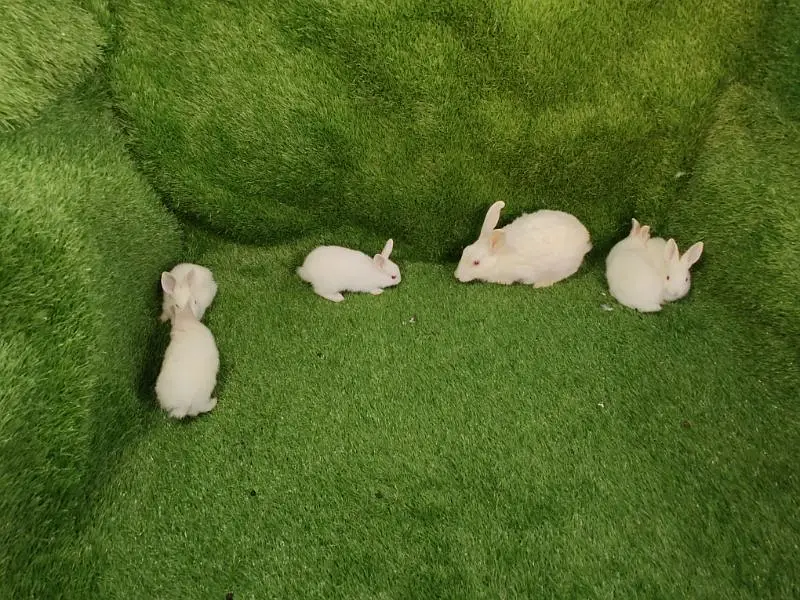 Red eye breeder pair — photo 6