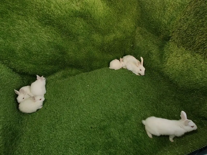 Red eye breeder pair — photo 7