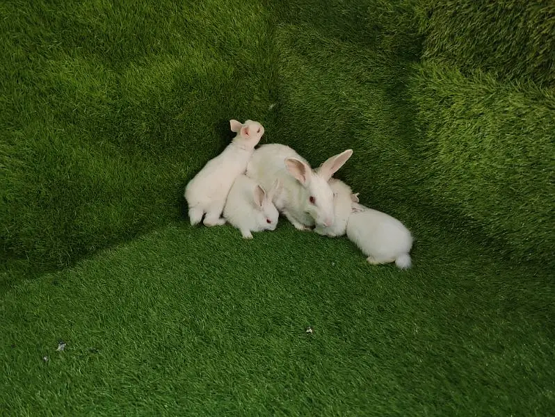 Red eye breeder pair — photo 8