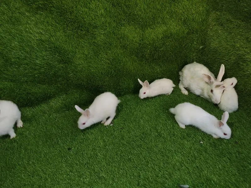Red eye breeder pair — photo 9