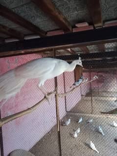 white breadr male + pied female