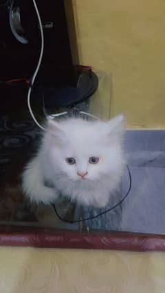 Persian cat 2 caot