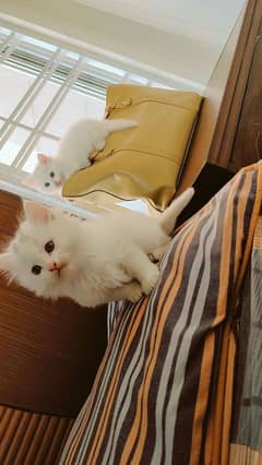 White Persian Kitten | Pure Doll face | Healthy coat