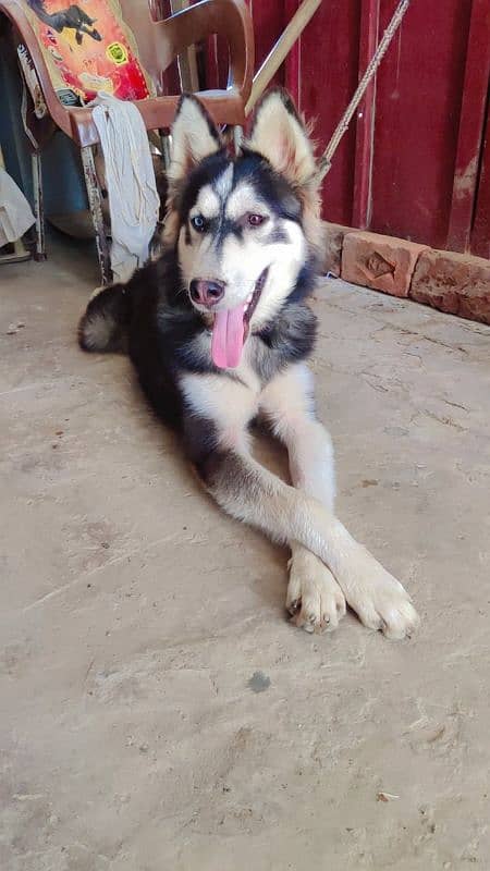 Husky 0