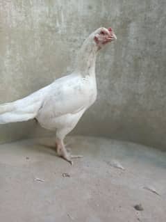 Top Quality paper white Heera Female