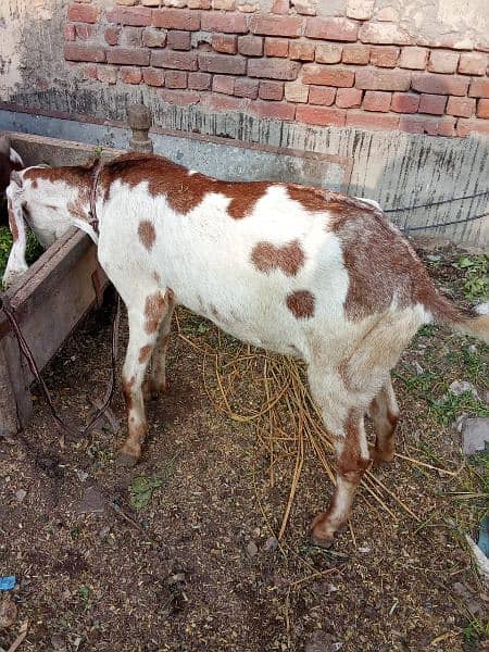 Dabi Bakri With Female kid 3