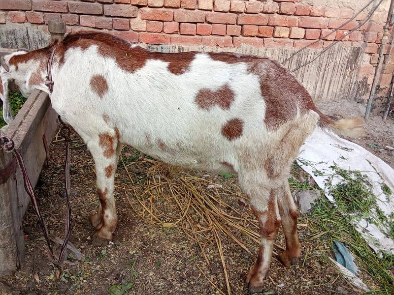 Dabi Bakri With Female kid 4