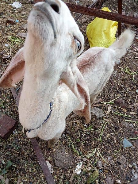 Dabi Bakri With Female kid 8