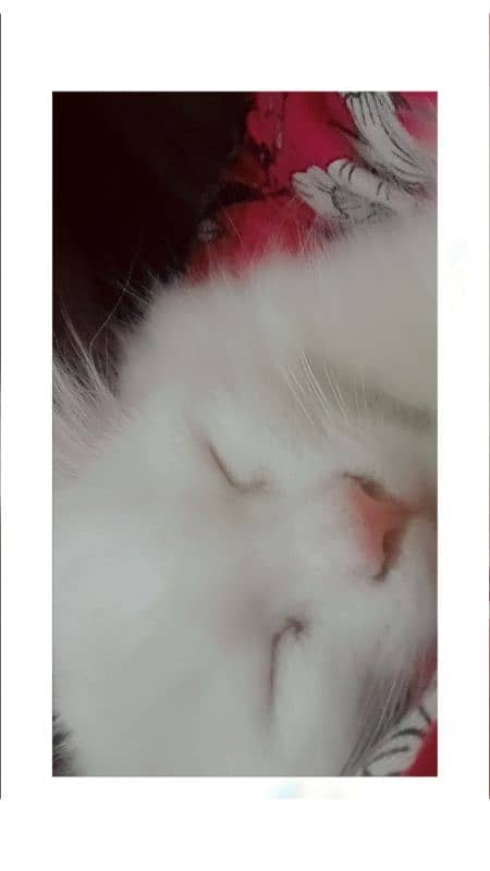 cute white cat for sale 1