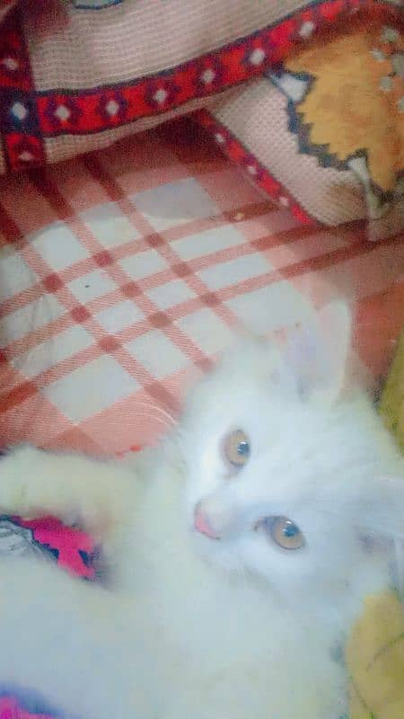 cute white cat for sale 4