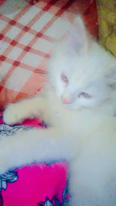 cute white cat for sale 5