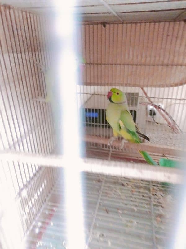 Ringneck Breeder Pair (Cage and Box) 3