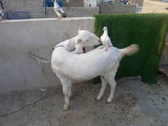 white gulabi. Nawabshah kamori