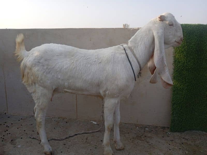 01 white gulabi. 01 Nawabshah kamori 1