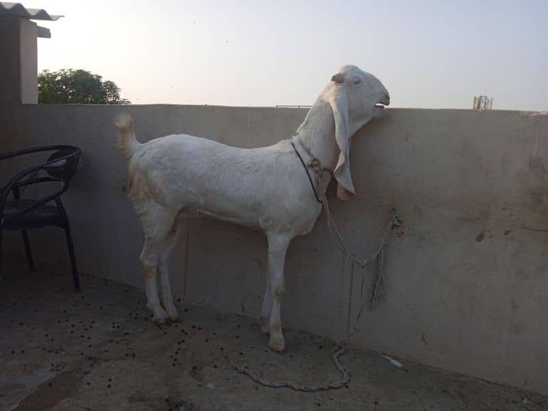 01 white gulabi. 01 Nawabshah kamori 2