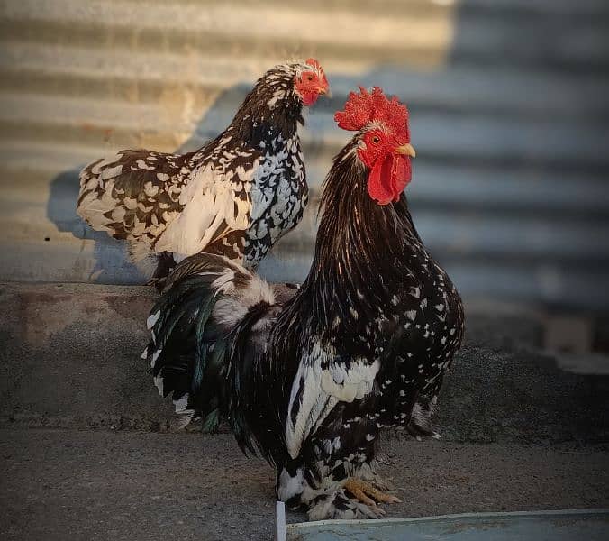 Milli flower & Molted Bantam pair available 0