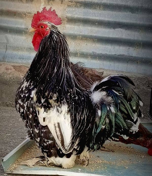 Milli flower & Molted Bantam pair available 2