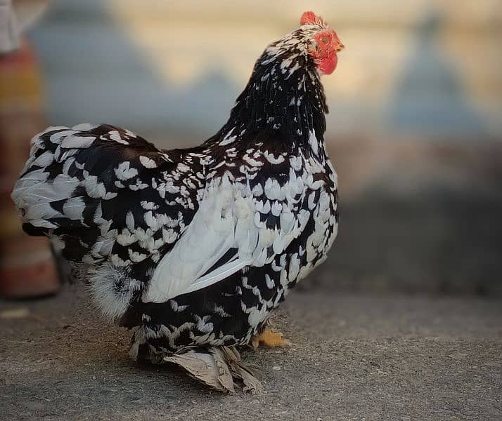 Milli flower & Molted Bantam pair available 3