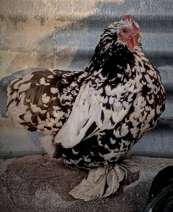 Milli flower & Molted Bantam pair available 4