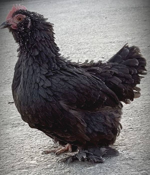 Milli flower & Molted Bantam pair available 5