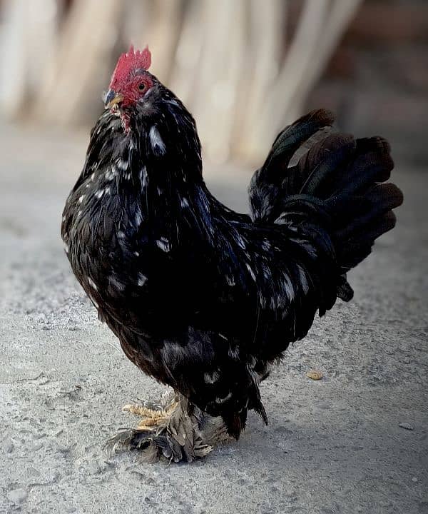 Milli flower & Molted Bantam pair available 6