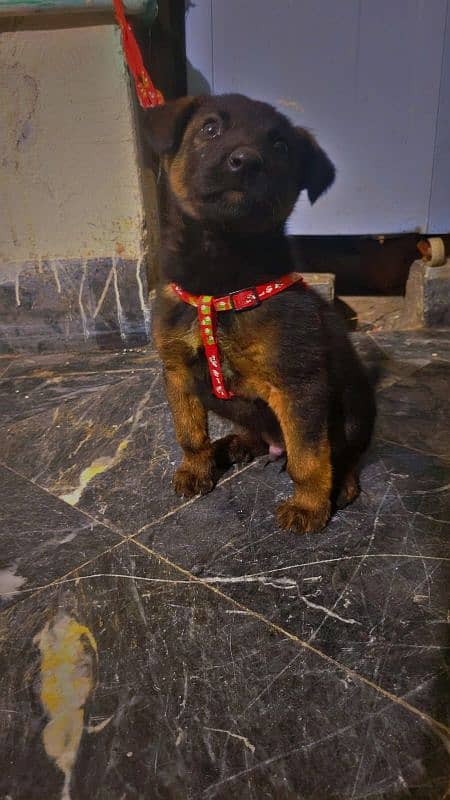 german shephers urgent sale 0