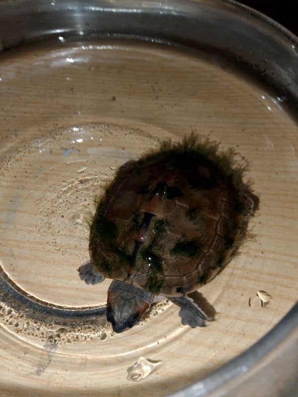 Alive and healthy turtle available in a low price 0