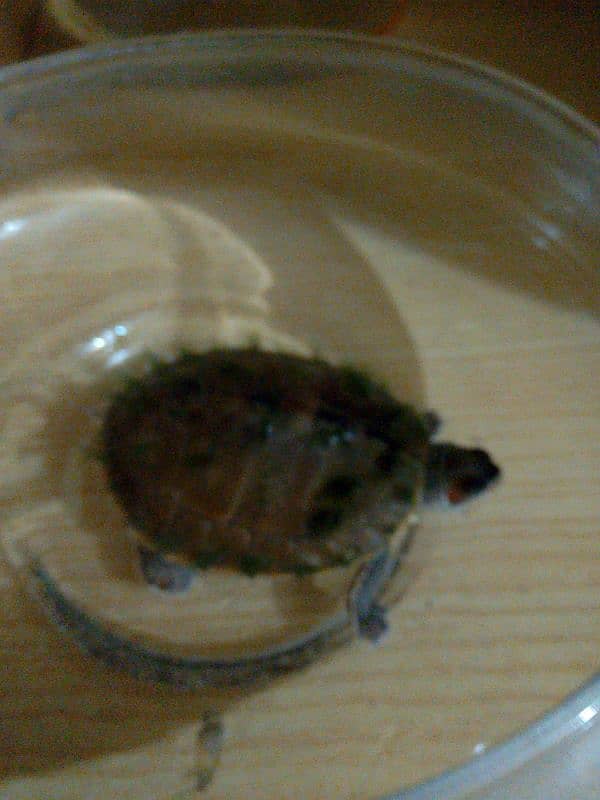 Alive and healthy turtle available in a low price 1