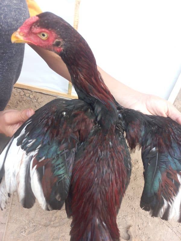 Aseel hens or tayar male 1