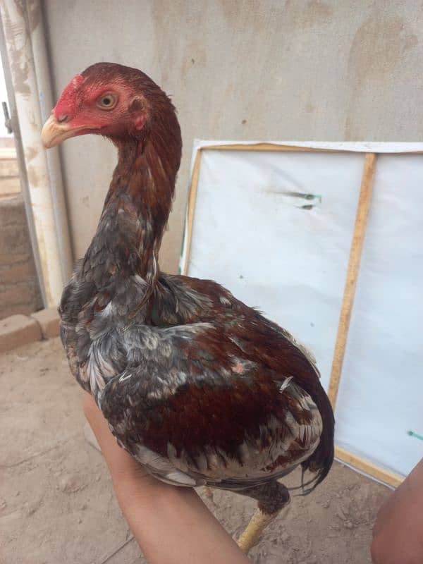 Aseel hens or tayar male 12