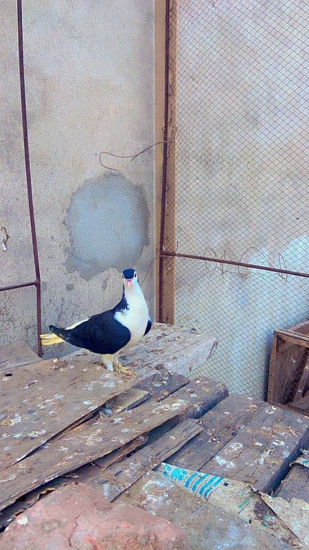 Kabotar pure cutting breedar pair for sale egg laying 7