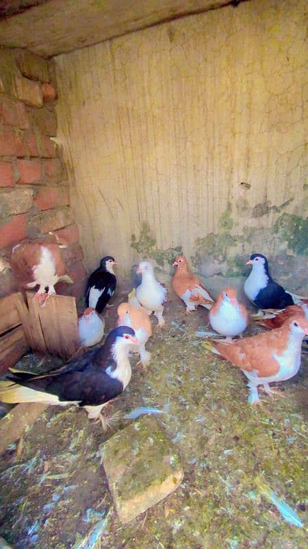 Kabotar pure cutting breedar pair for sale egg laying 8