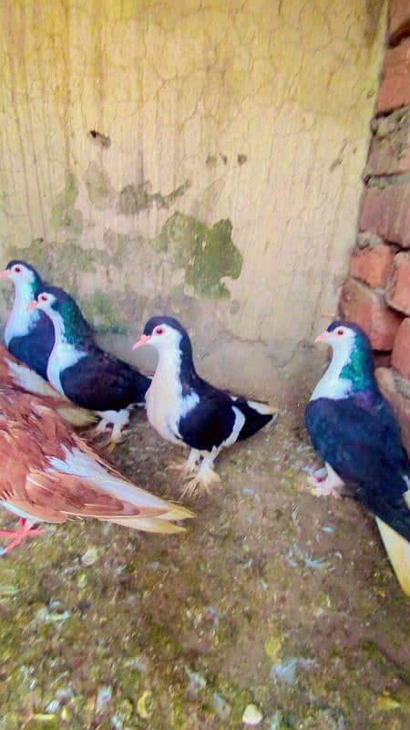 Kabotar pure cutting breedar pair for sale egg laying 9