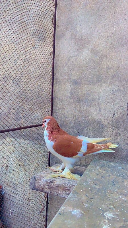 Kabotar pure cutting breedar pair for sale egg laying 10