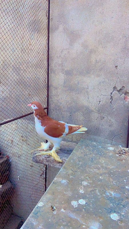 Kabotar pure cutting breedar pair for sale egg laying 11