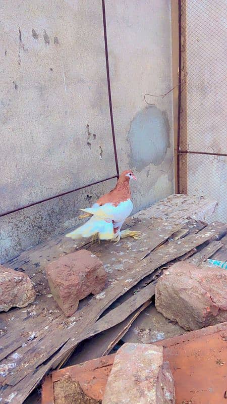 Kabotar pure cutting breedar pair for sale egg laying 12