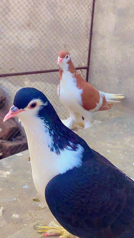 Kabotar pure cutting breedar pair for sale egg laying 13