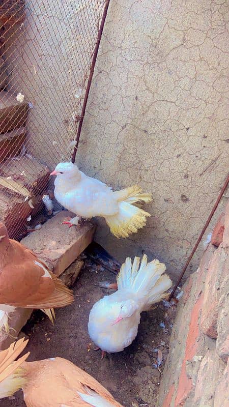 Kabotar pure cutting breedar pair for sale egg laying 15