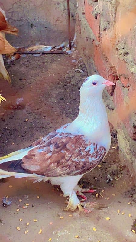 Kabotar pure cutting breedar pair for sale egg laying 19