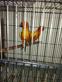 sunconure