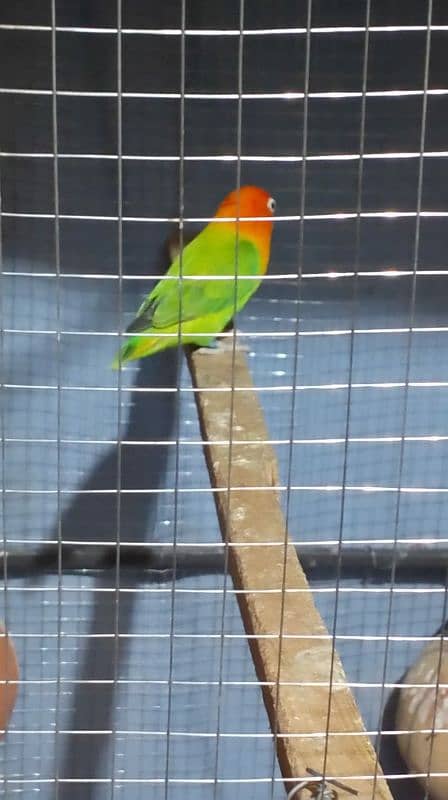 fischer lovebirds with cage 2