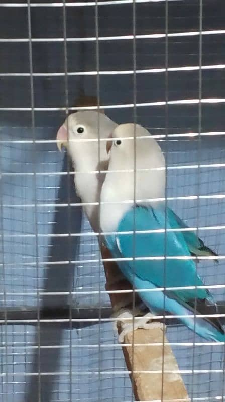 fischer lovebirds with cage 4