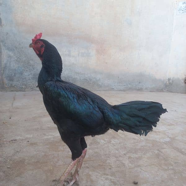 Aseel hens or tayar male 17