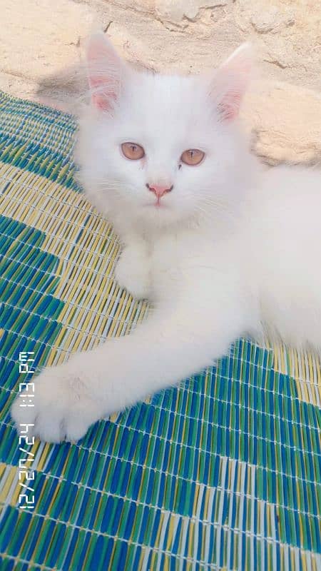 cute white cat for sale 7