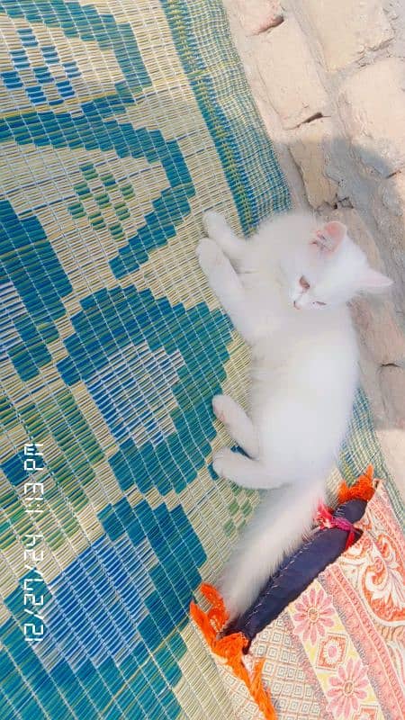 cute white cat for sale 8