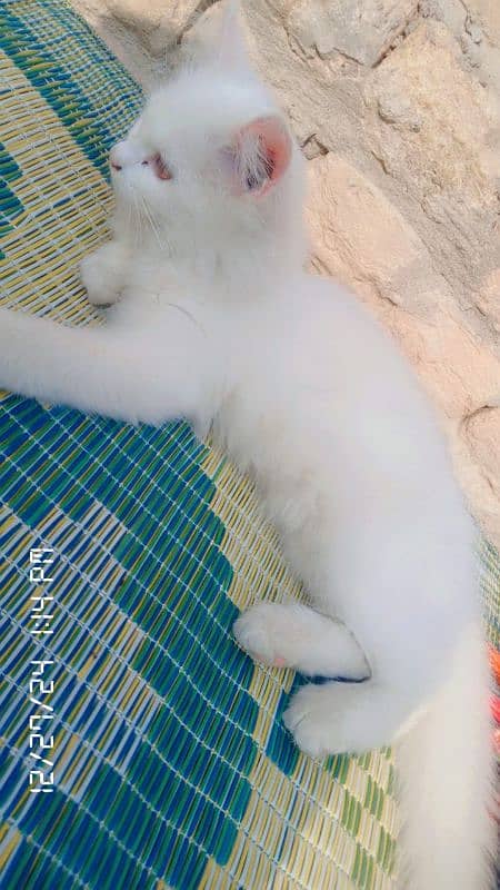 cute white cat for sale 10