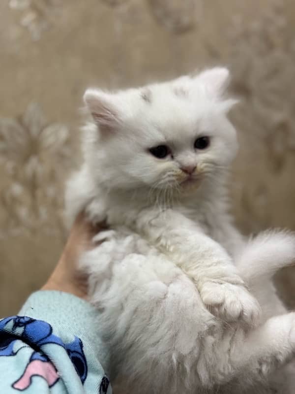 Persian cat II Persian kittens I triple coated II cats for sale II 3