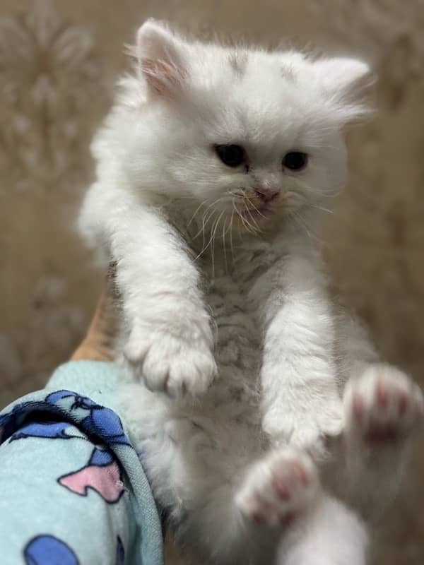 Persian cat II Persian kittens I triple coated II cats for sale II 1