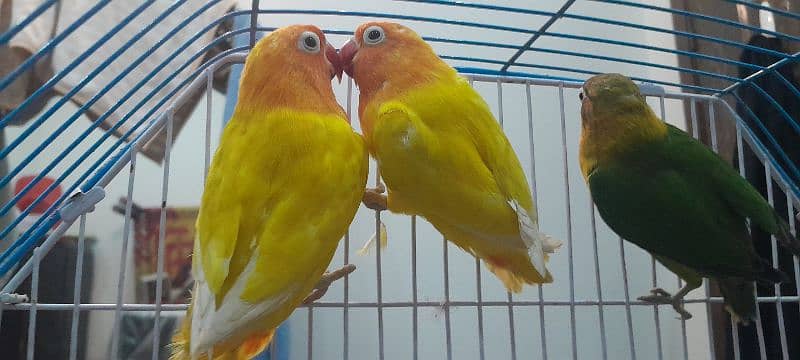 Love bird Fisher + Lutino peach faced 03-06-5561-549 3