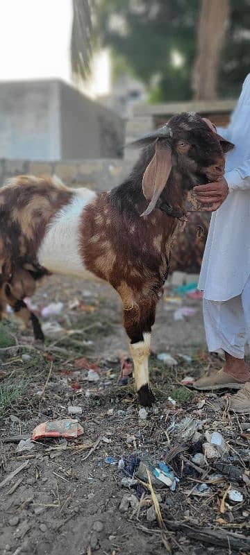 punjab andu bakra 0